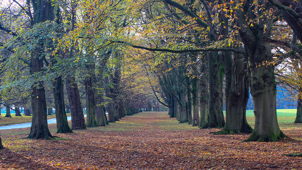 Estate agents Cheshire & Derbyshire Wright Marshall Estate Agents